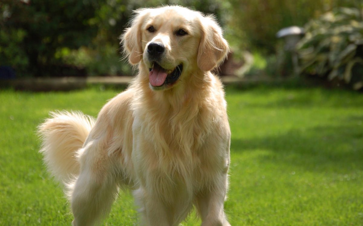 Profesjonalna pielęgnacja dla ⁣golden retrievera: Dlaczego warto skorzystać z usług psiego fryzjera?