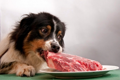 Obalamy mity dotyczące diety opartej na surowym mięsie