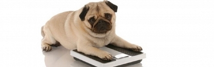 Otyłość i nadwaga u psa