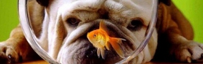 Ryby w diecie psa