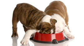Dlaczego warto karmić psy surowym mięsem?